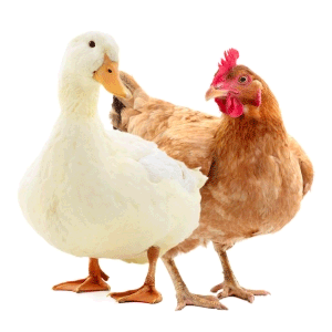 PRODUCTS FOR POULTRY